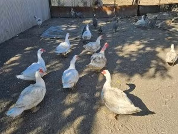 Домашня мускусна качка