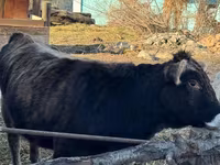 Cow, Swiss cattle — photo 4
