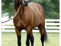 At, Standardbred — foto 3