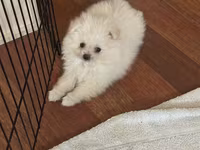 Pomeranian Spitz bala – ağ krem rəngli, super yumuşaq və sıx ikiqat — фото 1