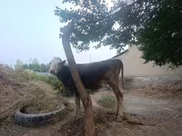 بقرة, الماشية — الصورة 1