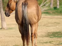 Cavalo, Quarter Horse — foto 5