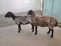 Qoyun, Qoyunlar — foto 1