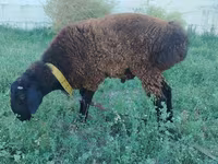 Ram, Qashqai sheep — photo 1