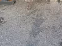 Pisik satilir.Siyan pisiyidi — الصورة 2