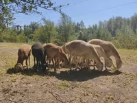 Widder, Afghan Arabi sheep — Foto 3
