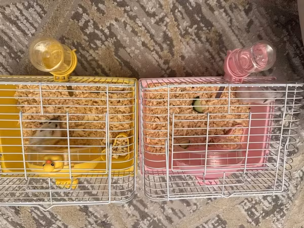 Rəngli hamster qəfəs dəsti - İki fərqli rəng variantı: sarı və
