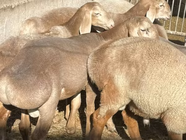Qoʻchqor, Arashan sheep