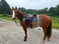 At, Quarter Horse — foto 2