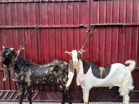 公山羊, Kamori goats — 照片 2