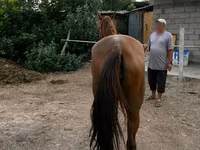 Madyan, Canadian horse breed — foto 3