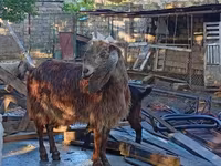 Billy Goat, Goats — photo 3