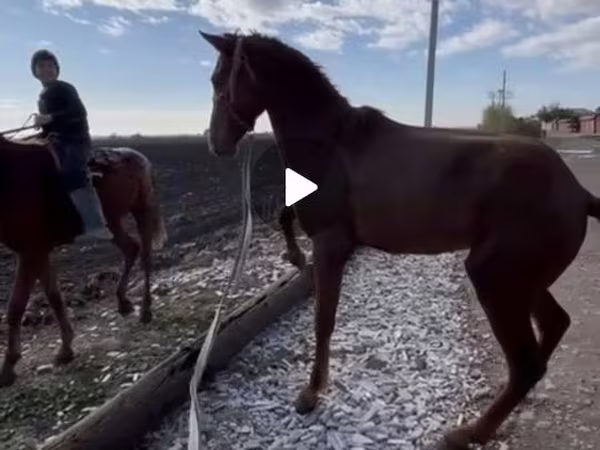 Кінь, Kyrgyz Horse
