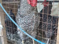 Chickens — foto 1