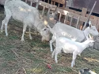 Goat, Dutch Landrace goats — photo 3