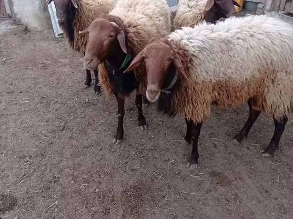 Oveja, Ovejas