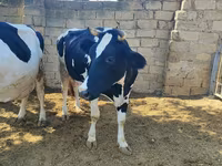 Cow, Russian Black pied cattle — photo 2