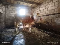 Kuh, Simmental cattle — Foto 1