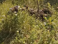 Ducks — foto 5