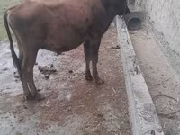 公牛, Cattle — 照片 2