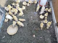Ducks — foto 1