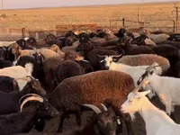 Sheep, Edilbay sheep — photo 7