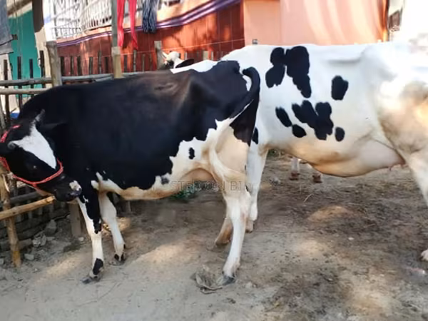 İnək, Russian Black pied cattle