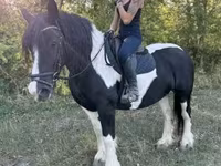 Klisna, Gypsy horse — foto 4