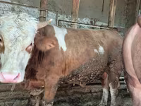 Bull, Simmental cattle — photo 2