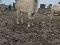 Koza, Saanen goat — foto 2