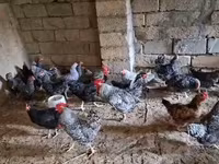 Chickens — foto 6