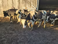 Vaca, Russian Black pied cattle — foto 1