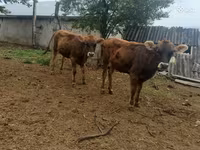 भेड़, भेड़ — फ़ोटो 5