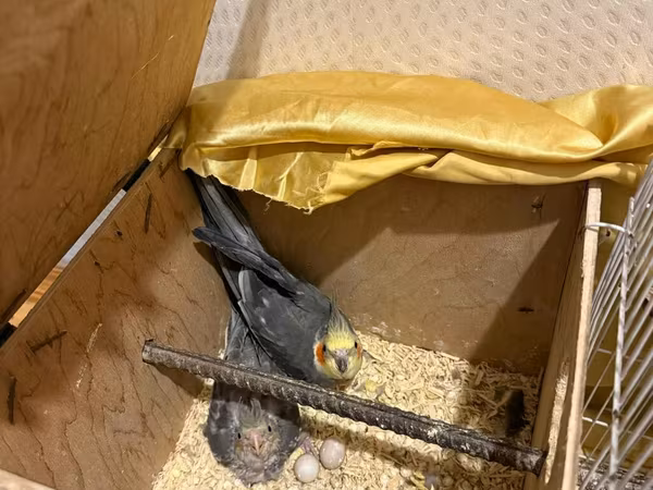 Qefes qarisiq korella altinda 5 yumurtasi var tecili pul ehtiyacdi
