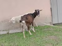 Ziege, Alpine goat — Foto 1