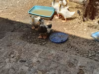 Ducks — photo 1