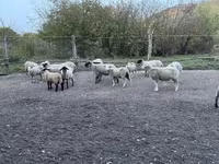 公羊, White Suffolk sheep — 照片 3