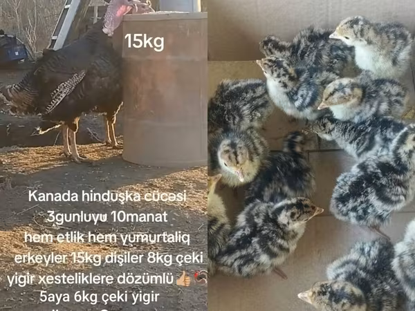 Turkeys — Azerbaijan