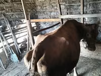 İnək, Simmental cattle — foto 4