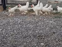 Chickens — photo 2