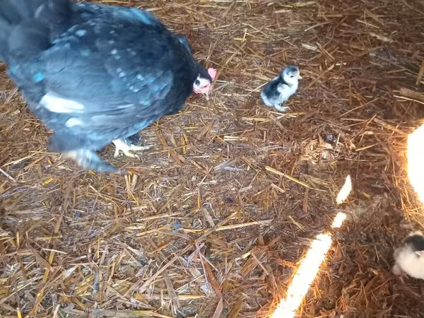 Bantam japonesa