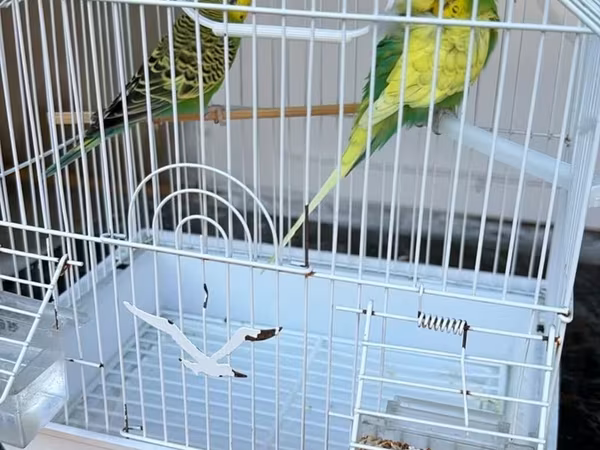 Budaqlar və qəfəs dəsti – iki dalğıç tutquşu (qamışqanad/budgerigar)