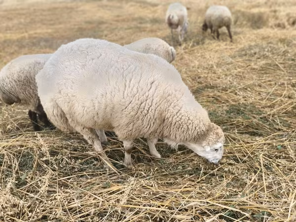 Qoç, Bardhoka sheep