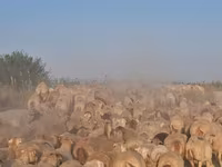 أغنام (دفعة، الجنس غير محدد), الأغنام — الصورة 8