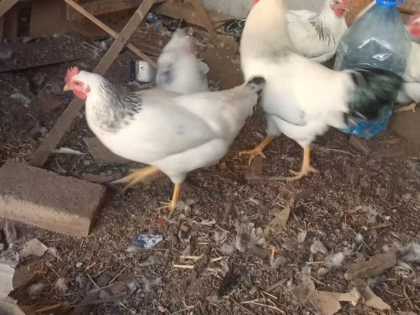 سَسِكس