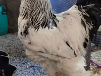 婆罗门鸡 — 照片 2
