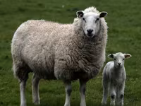 Qoç, Suffolk sheep — foto 5