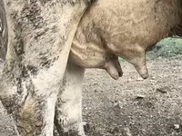 Kuh, Holstein-Rasse — Foto 4