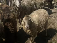 Sheep (batch, sex not specified), Sheep — photo 6