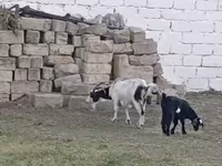 Goat, Goats — photo 3